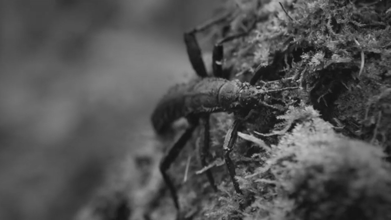 commercial-bw commercial-bw